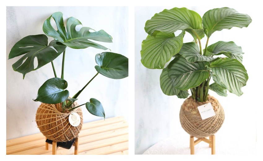 8 Beautiful Plants For Your Home Or Office